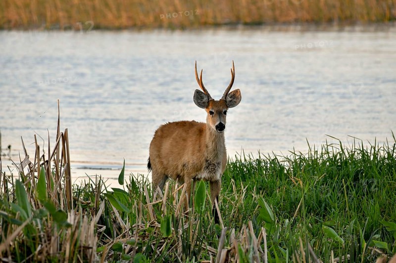 Pampas deer (Ozotoceros bezoarticus), male, in Colonia Carlos Pellegrini, Esteros del Iberá, Province of Corrientes, Argentina, South America