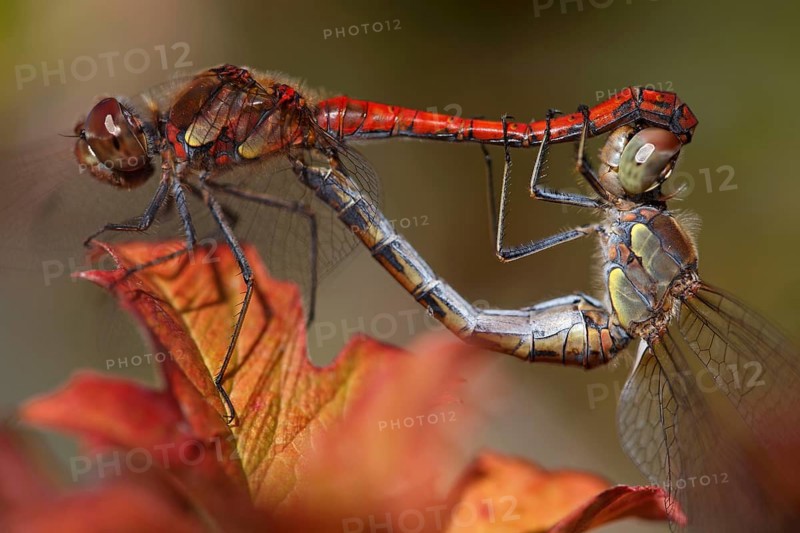 Common Darters (Sympetrum striolatum), mating wheel, lateral