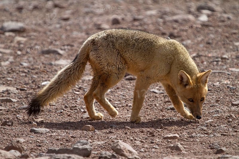 Andean fox (Pseudalopex culpaeus), Culpeo, Altiplano, Bolivia, South America