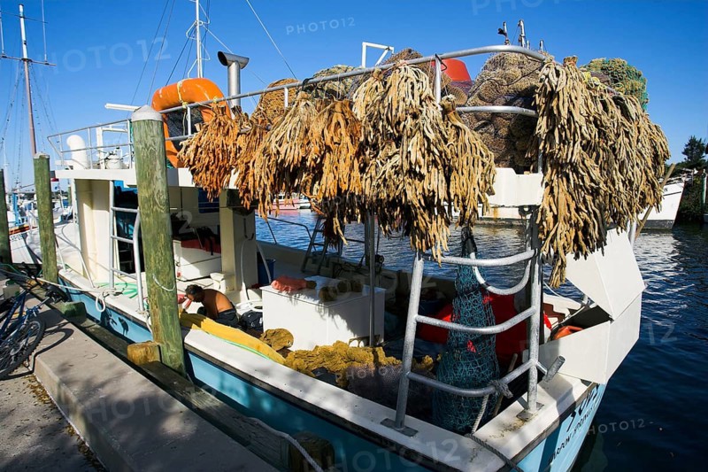 Sponges on boat, drying, Tarpon Springs, Florida, sponges, sponge, USA, North America