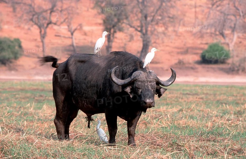 African Buffalo (Syncerus caffer) bull and Cattle Egrets (Bubulcus ibis), Chobe national park, Botswana, Africa