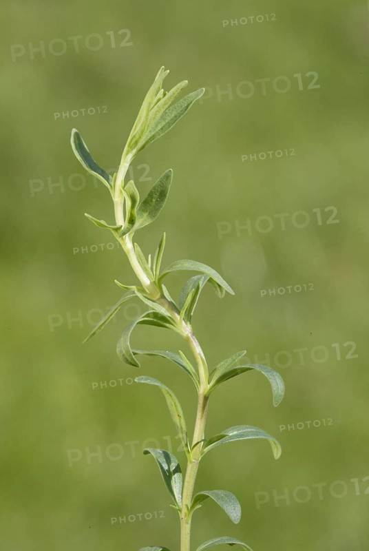 Hyssop (Hyssopus officinalis) leaves
