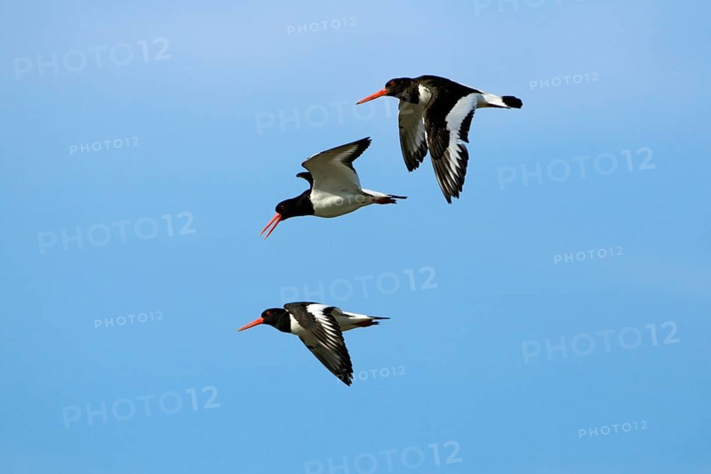 Oystercatcher (Haematopus ostralegus), Texel, Netherlands