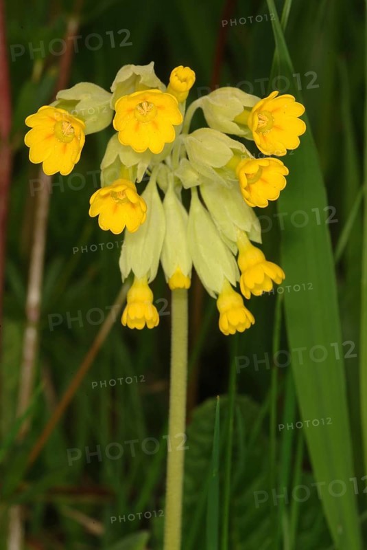 Common cowslip (Primula officinalis), cowslip, apothecary primrose, medicinal plant, plant with fresh flowers, outdoors in nature