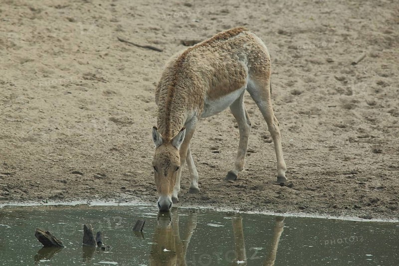 Onager (Equus hemionus), water, drink, shore, captive