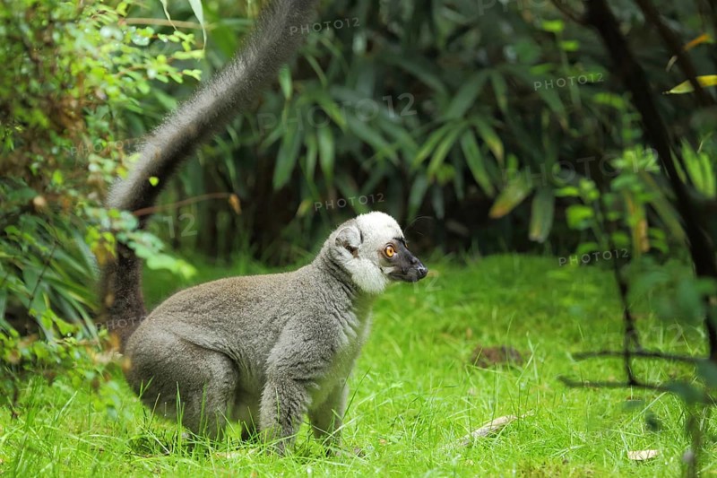 White-headed lemur (Eulemur albifrons) (Lemuridae), male, ground, tail, macis, lemurs (Lemuriformes), lemurs, Lemuroidae, monkeys, wet-nosed monkeys, prosimian, monkey, wet-nosed monkey, primates, primate, gentleman animals, primates, strepsirhini, mammal, animal, vertebrate, captive