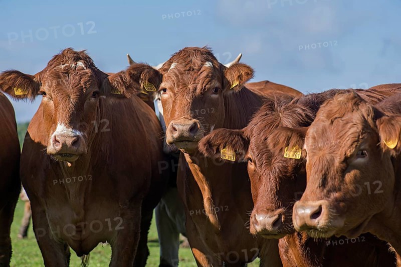 Buntscheck cows on pasture, Franconia, Bavaria, Germany, Europe