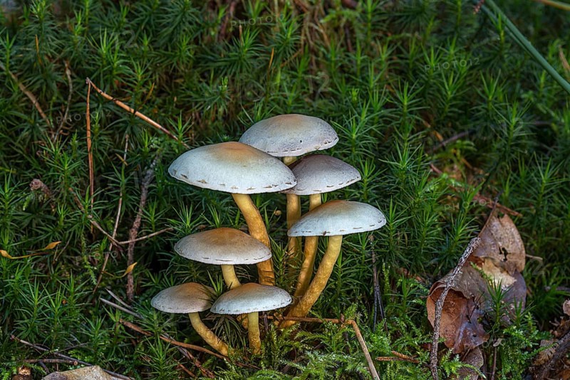 Green-leaved sulphur tuft (Hypholoma fasciculare) in a mixed forest, Franconia, Bavaria, Germany, Europe