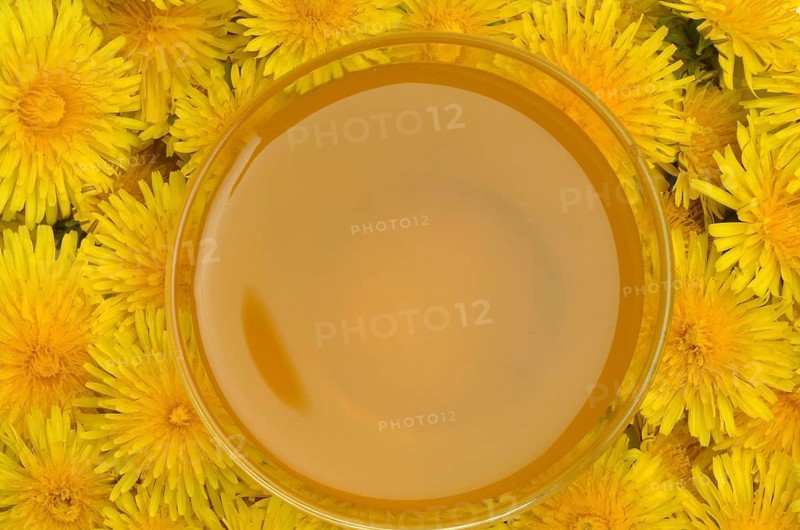 Common dandelion (Taraxacum) Ruderalia, Taraxacum officinale, medicinal plant, the most important active substances of the dandelion are the bitter substances