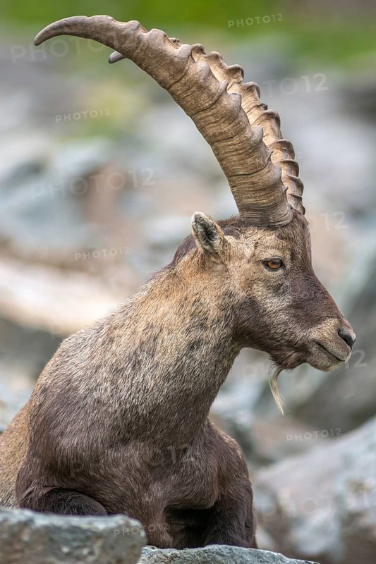 Ibex (capra ibex) in the rocky mountains of the Italian Alps. in the Gran Paradiso National Park. Valsavarenche, Aosta, Italy, Europe