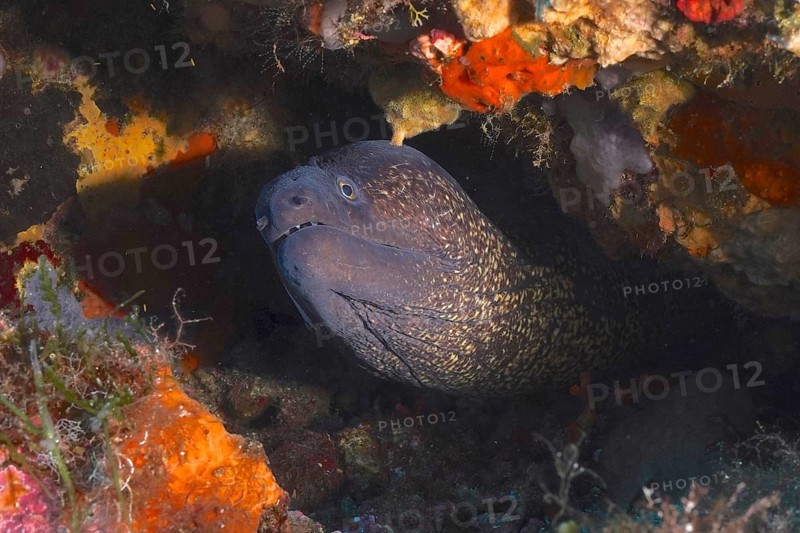Mediterranean moray (Muraena helena) in the Mediterranean Sea near Hyères. Dive site marine reserve Port Cros, Côte dAzur, France, Europe