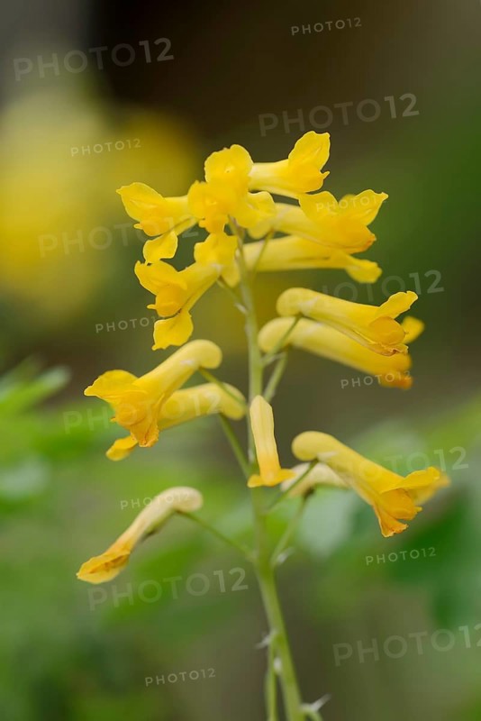 Rock corydalis (Pseudofumaria lutea), flowers, North Rhine-Westphalia, Germany, Europe
