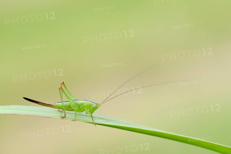 Long-winged conehead (Conocephalus fuscus), female nymph, North Rhine-Westphalia, Germany, Europe