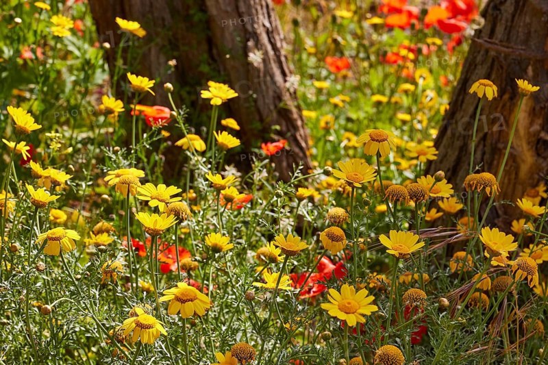 Colourful spring meadow, trees, near Valdichiesa, Salina, Aeolian Islands, Sicily, Italy, Europe