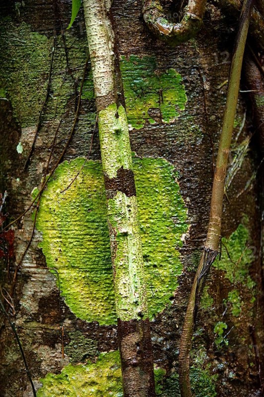 Tree trunk with moss, tree, patina, lichen, detail, colourful, nature, nature art, green, structure, tropics, rainforest, Australia, Oceania