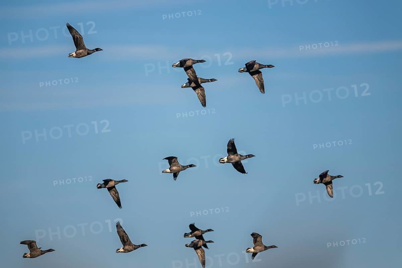 Brent Goose (Branta bernicla), birds in flight over Marshes at winter time