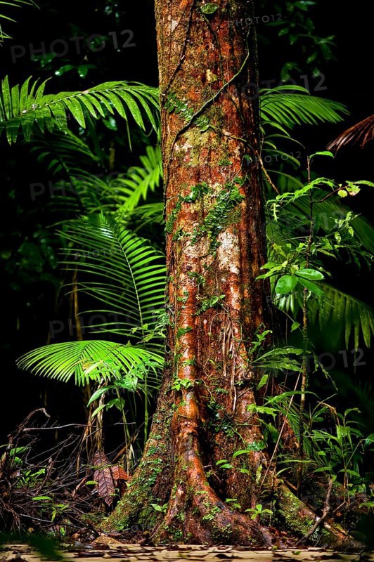 Trunk of a tropical tree, tree with structure, moss and palm leaf, rainforest, jungle, Atherton tablelands, Queensland, Australia, Oceania