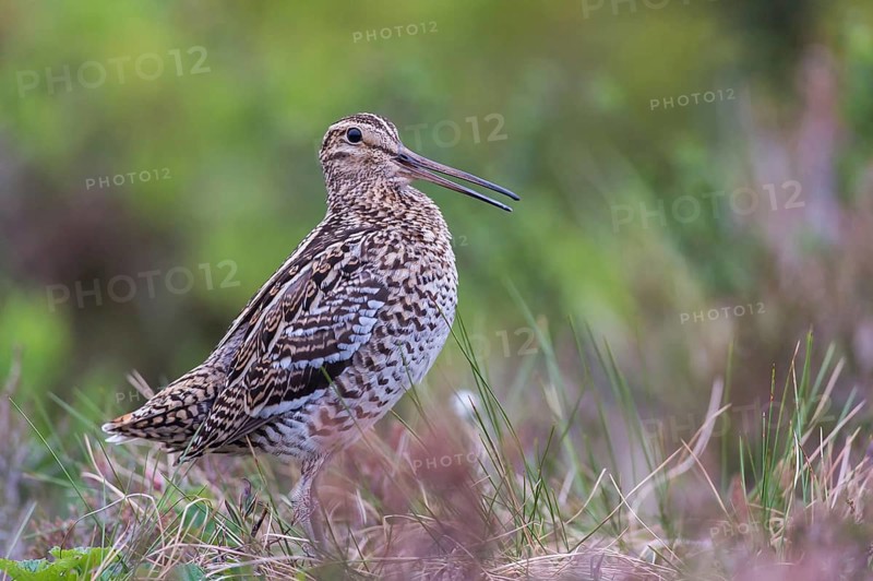 Great snipe (Gallinago media), Northern Norway, Finnmark, Lapland, Norway, Europe