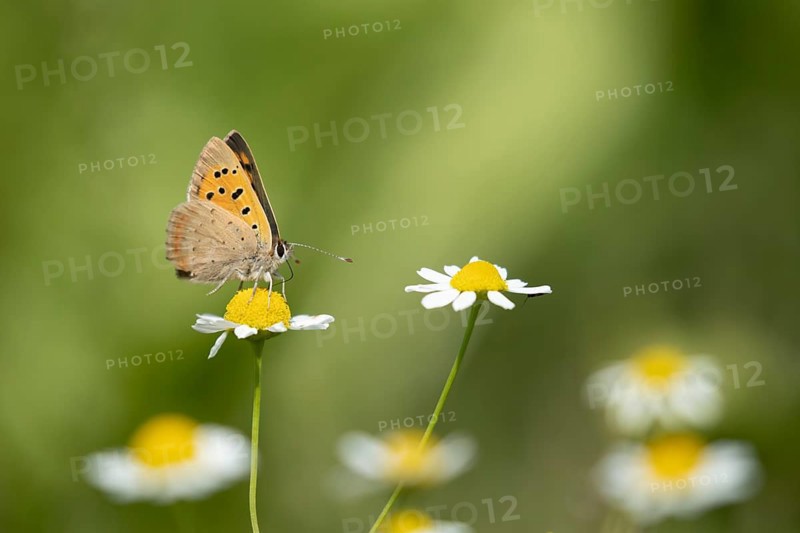 Small copper (Lycaena phlaeas) butterfly adult feeding on a Mayweed flower, Lincolnshire, England, United Kingdom, Europe