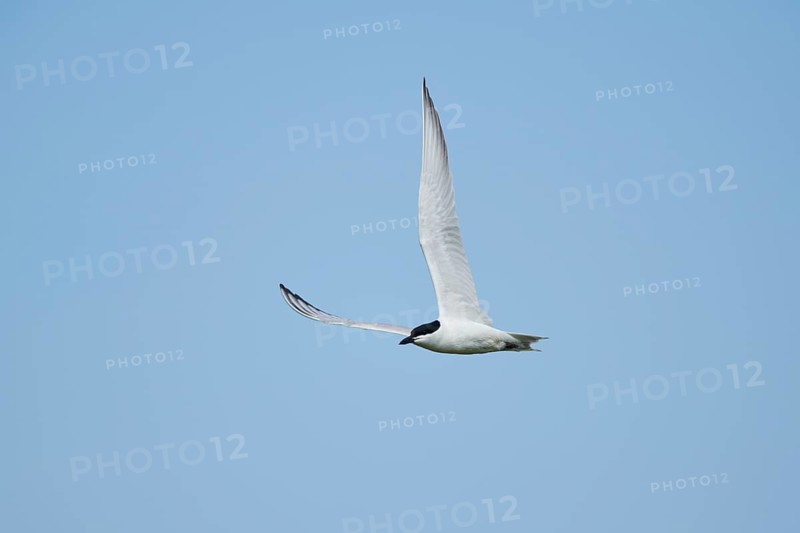 Gull-billed tern (Gelochelidon nilotica) flying in the sky, hunting, ebro delta, Catalonia, Spain, Europe