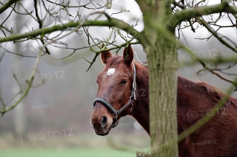 Domestic horse (Equus caballus), horses, blaze, tree, winter, portrait of a horse with halter