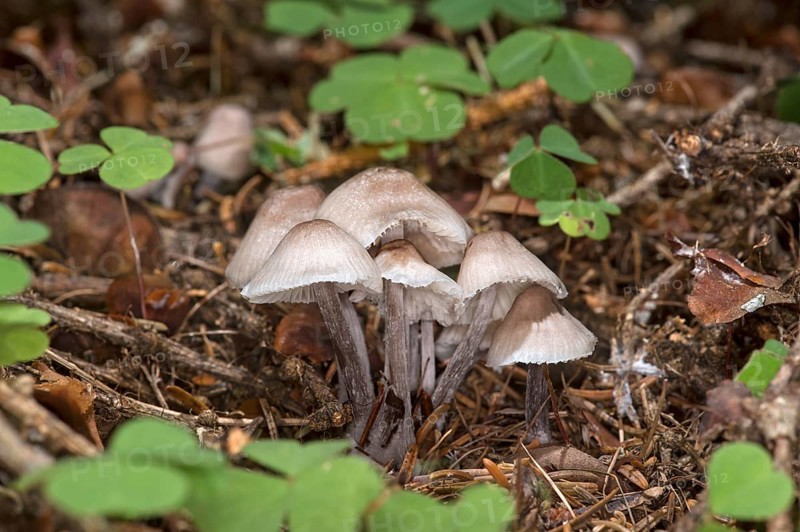 Group of hellebores (Mycena) mushrooms, Valais, Switzerland, Europe