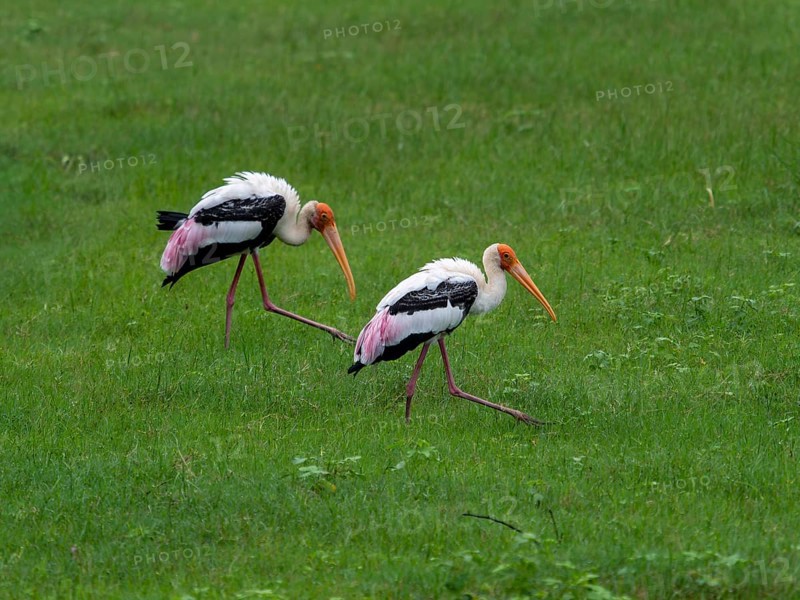 Painted storks (Mycteria leucocephala) of the genus Nimmersatt, Minneriya National Park, Sri Lanka, Asia