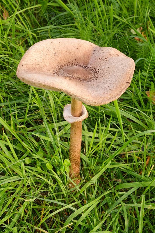 Giant umbrella mushroom in a meadow, parasol mushroom (Macrolepiota procera), mushroom, close-up, Emsland, Lower Saxony, Germany, Europe