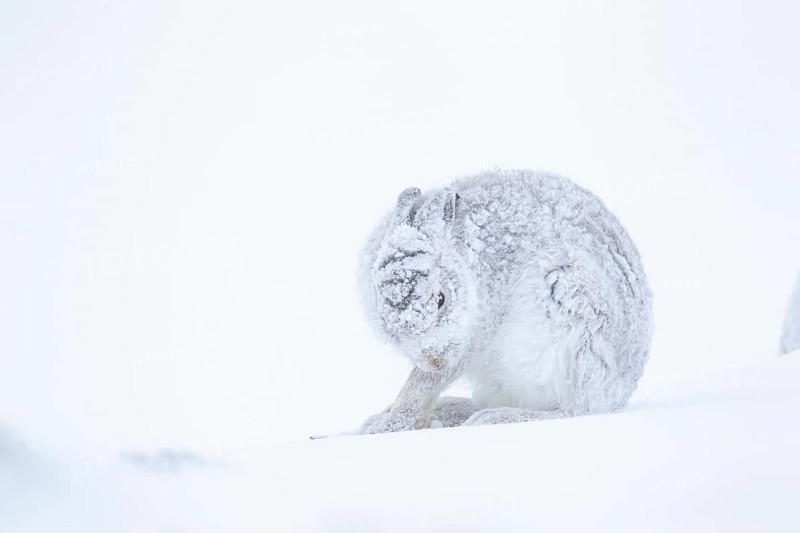 Mountain hare (Lepus timidus) adult animal on a snow covered hillside in winter, Scotland, United Kingdom, Europe