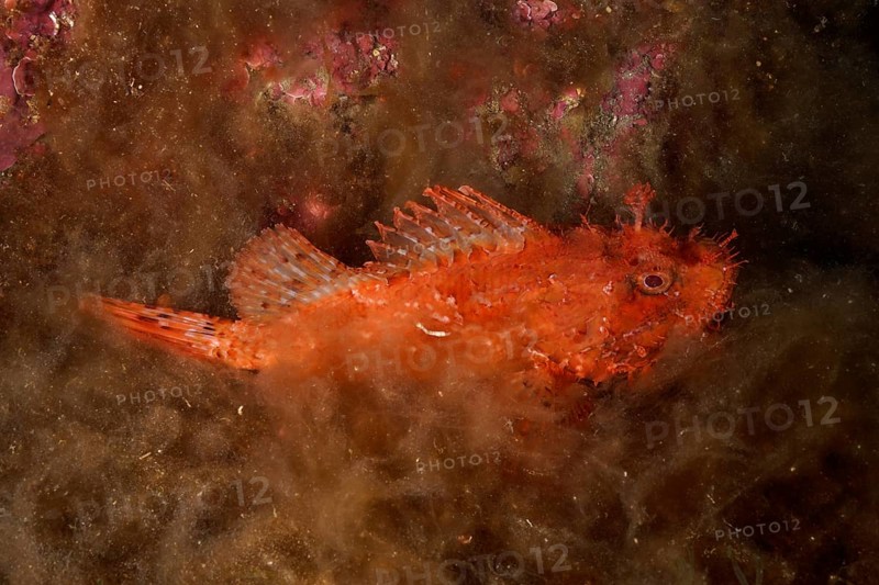 Red scorpionfish (Scorpaena scrofa), sea sow lying on the sea bed covered with algae, dive site Cap de Creus Marine Reserve, Rosas, Costa Brava, Spain, Mediterranean Sea, Europe