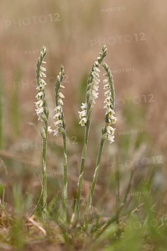 Autumn helleborine (Spiranthes spiralis), small orchids, very rare, group of flowers on a nutrient-poor meadow, Hesse, Germany, Europe