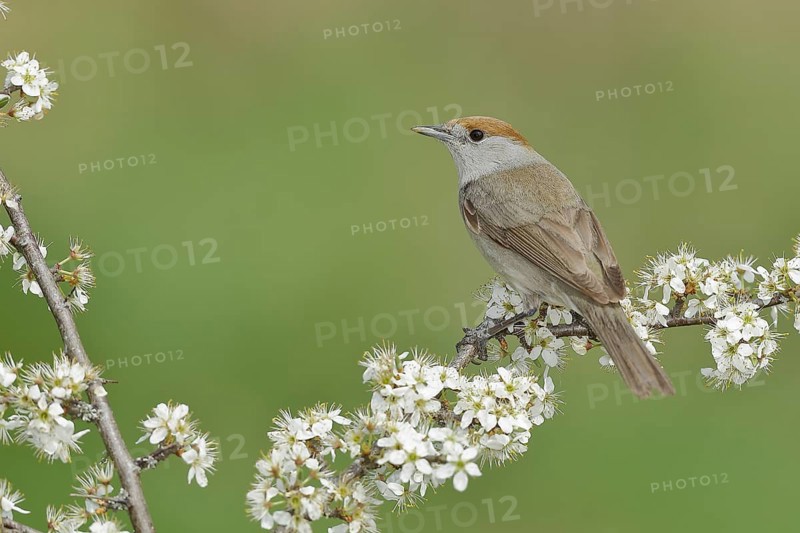 Blackcap (Sylvia atricapilla), female, sitting in flowering blackthorn (Prunus spinosa), animals, birds, migratory bird, songbird, spring, North Rhine-Westphalia, Germany, Europe