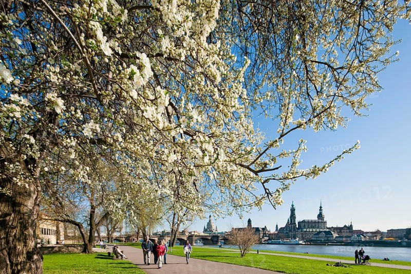 Dresden silhouette in spring. Numerous Japanese cherry trees blossom on the banks of the Neustädter Elbe in spring and invite you to take a walk with a view of Dresden's old town centre