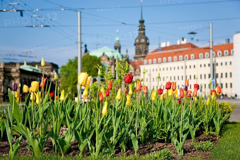 Thanks to the greening of Dresden's Postplatz, which was prompted by public protests, visitors can now also enjoy spring there