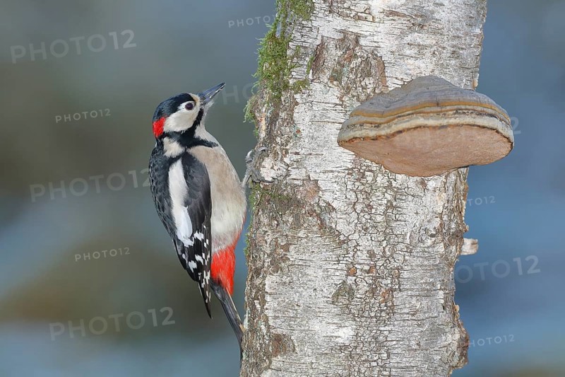Great spotted woodpecker (Dendrocopos major) male, on the trunk of a birch (Betula) with tinder fungus (Fomes fomentarius), North Rhine-Westphalia, Germany, Europe