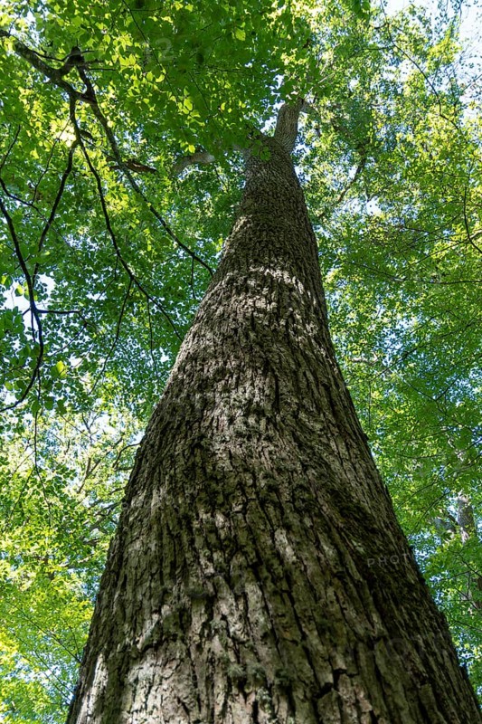 Summer in oak forest, Forest of Troncais. Allier department. Auvergne Rhone Alpes. France