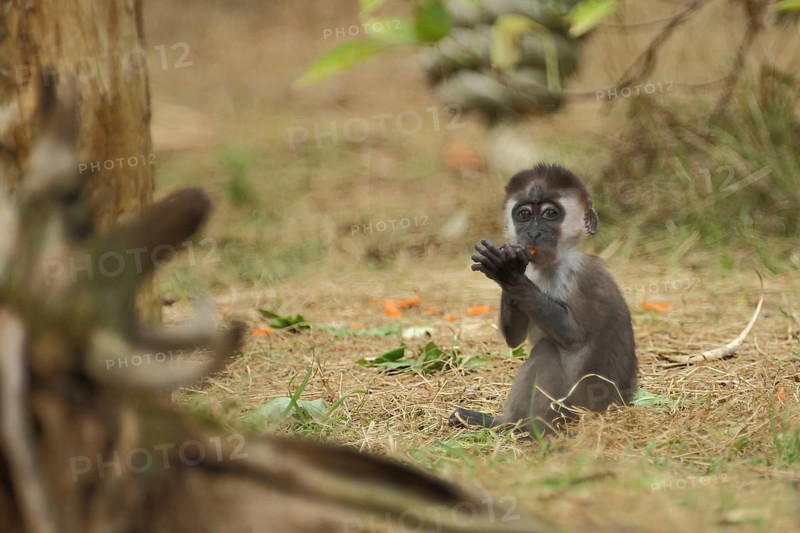 Young collared mangabey (Cercocebus torquatus), juvenile, captive