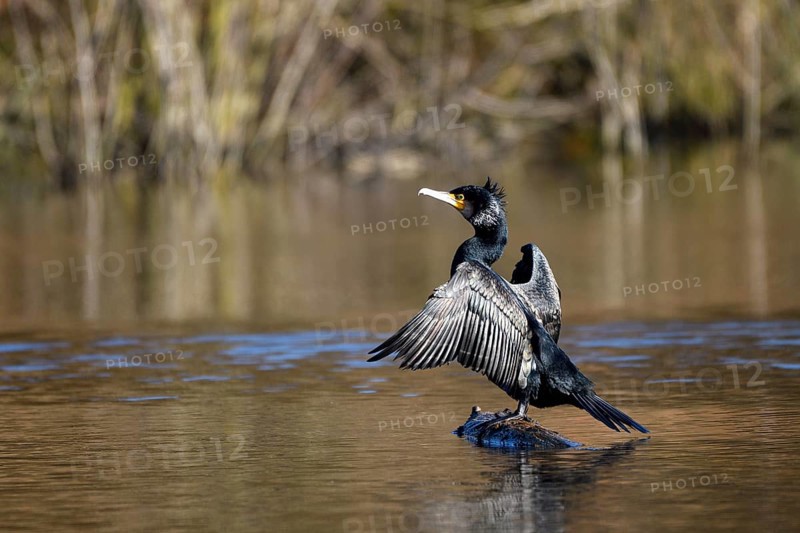 Great cormorant (Phalacrocorax carbo), drying its wings, mining subsidence area, Bottrop, Ruhr area, North Rhine-Westphalia, Germany, Europe