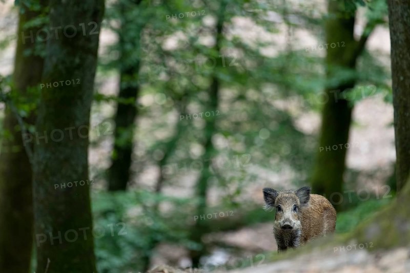 Freshlings in summer, Wittlich, Rhineland-Palatinate, Germany, Europe