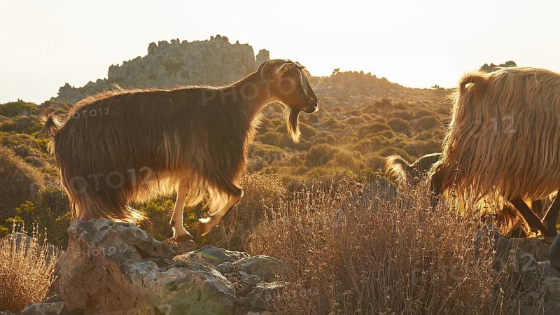Passing goats (caprae) in the morning backlight, Machia, jagged rocks, Rodopou peninsula, West Crete, island of Crete, Greece, Europe