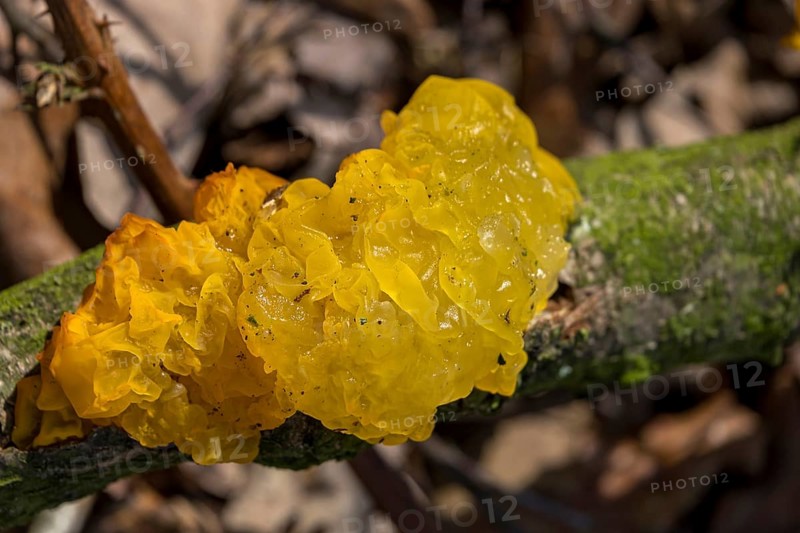 Yellow brain (Tremella mesenterica), Münsterland, North Rhine-Westphalia, Germany, Europe