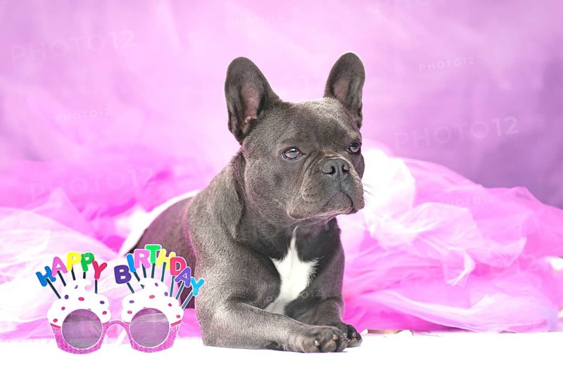 Black French Bulldog dog wearing pink tutu skirt with glasses saying 'Happy Birthday'