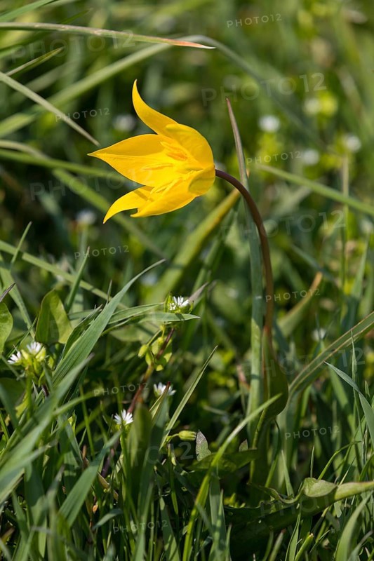 Wild tulip (Tulipa sylvestris) in flower, Saxony, Germany, Europe
