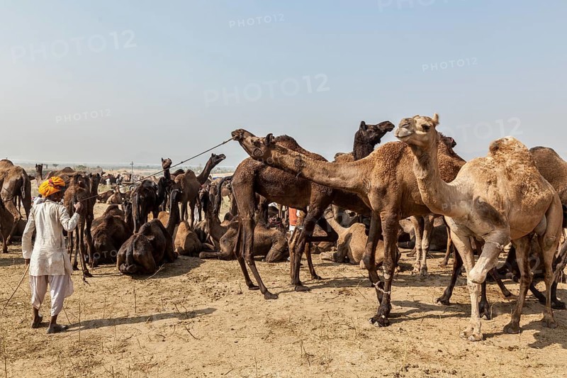 PUSHKAR, INDIA, NOVEMBER 20, 2012: Indian men and camels at Pushkar camel fair (Pushkar Mela), annual five-day camel and livestock fair, one of the world's largest camel fairs and tourist attraction