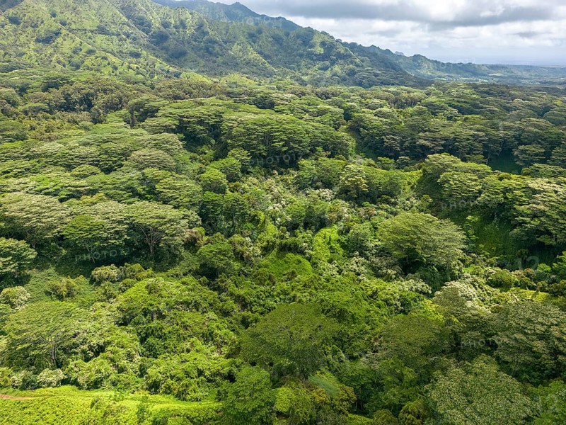 Aerial view of Kuilau Ridge Trail, Moalepe Road, Kauai, Hawaii, USA, North America