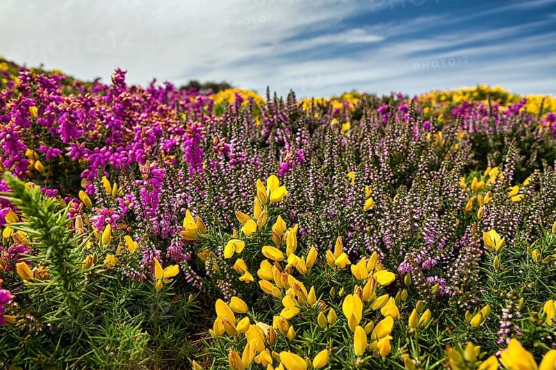 Flowering, colourful heath with gorse, yellow, pink, purple, close-up, Cap Fréhel in summer, Emerald Coast, Brittany, France, Europe