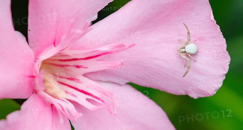 Goldenrod crab spider (Misumena vatia) in olive flower, Germany, Europe