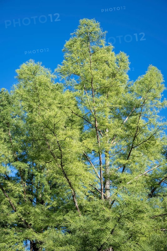 Detailed view of a bald cypress (Taxodium distichum) County of Constance, Baden-Württemberg, Germany, Europe