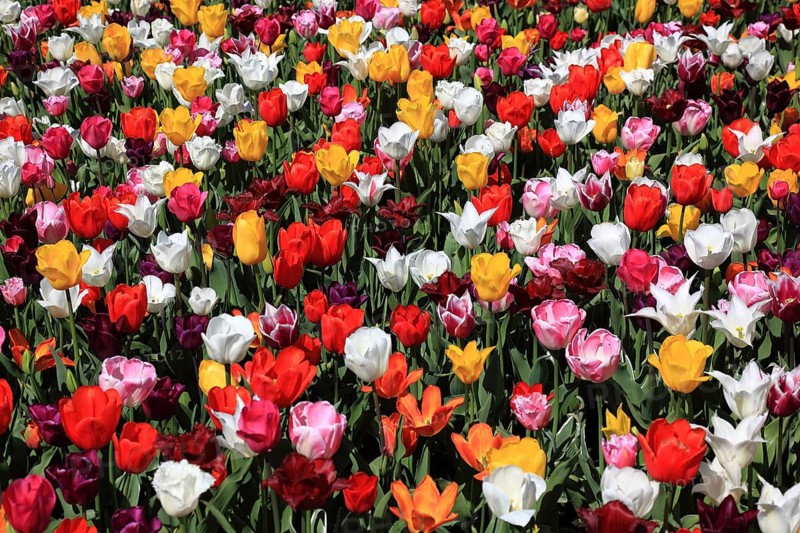 Many colourful tulips in one area