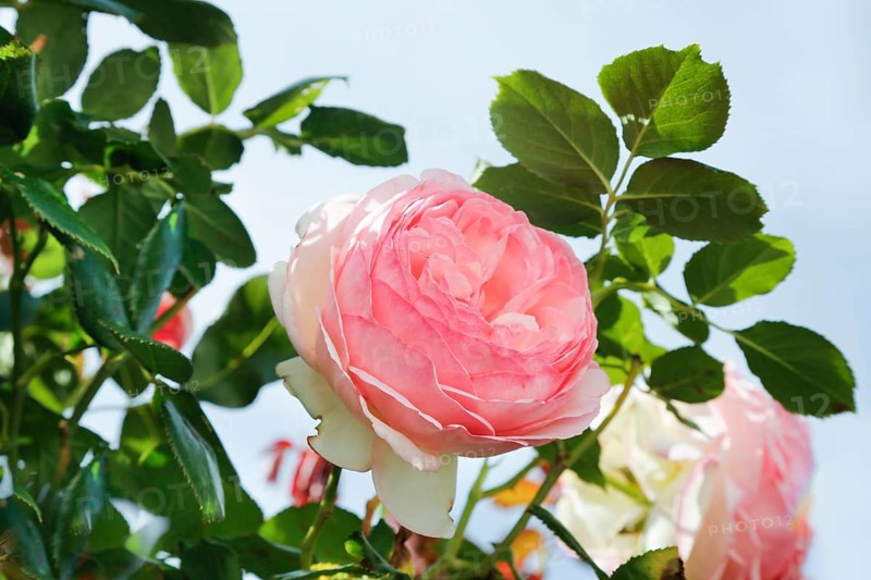 Roses (pink), flower, green foliage, perennials, flowers, lush double flowers, pink flowers, garden, bedding, Germany, Europe